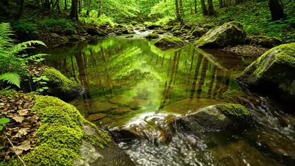 Wall Mural - Serene Forest Stream Flowing Over Mossy Rocks with Clear Water and Vibrant Reflections relaxation, stock footage, outdoors