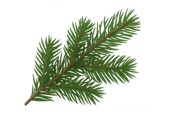 Wall Mural - Green spruce tree branch with needles representing winter holidays and christmas concepts on transparent background