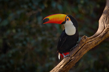 toco toucan, ramphastos toco, big bird with orange bill and blue eye, in the nature habitat, pantana