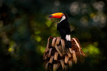 toco toucan, ramphastos toco, big bird with orange bill and blue eye, in the nature habitat, pantana