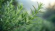 © ISRAT - Close up Rosemary herbal medicinal benefits