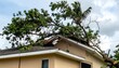 © Akun - Fallen tree damages house roof