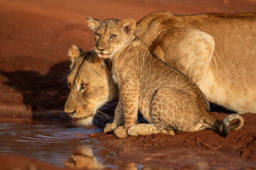 Wall Mural - Lioness drinking and hanging around with her cubs in Zimanga Game Reserve near the city of Mkuze in South Africa