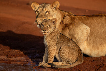 Wall Mural - Lioness drinking and hanging around with her cubs in Zimanga Game Reserve near the city of Mkuze in South Africa