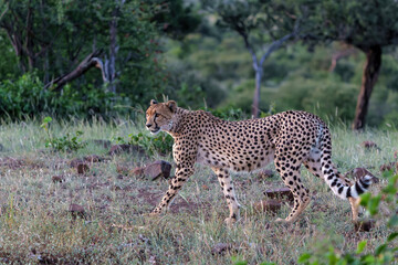 Wall Mural - Cheetah (Acinonyx jubatus). A cheetah family of a mother with 5 sub adult cubs was hanging around in aMashatu Game Reserve in the Tuli Block in Botswana   