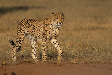 Wall Mural - Cheetah (Acinonyx jubatus). A cheetah family of a mother with 5 sub adult cubs was hanging around in aMashatu Game Reserve in the Tuli Block in Botswana   