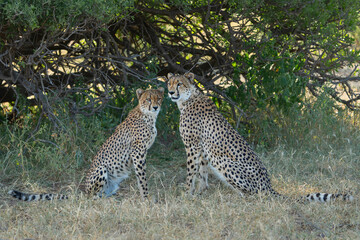 Wall Mural - Cheetah (Acinonyx jubatus). A cheetah family of a mother with 5 sub adult cubs was hanging around in aMashatu Game Reserve in the Tuli Block in Botswana   