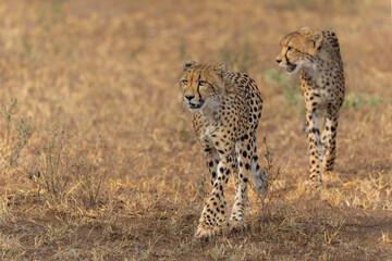Wall Mural - Cheetah (Acinonyx jubatus). A cheetah family of a mother with 5 sub adult cubs was hanging around in aMashatu Game Reserve in the Tuli Block in Botswana   