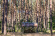 Wooden feeder for wild animal in forest near Walcz town, West Pomerania region of Poland