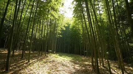 Wall Mural - dynamic timelapse of sunlight filtering through a dense bamboo forest, creating moving patterns of l
