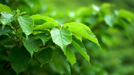Wall Mural - close-up shot with shallow depth of field of lush green mountain foliage gently swaying in the wind 