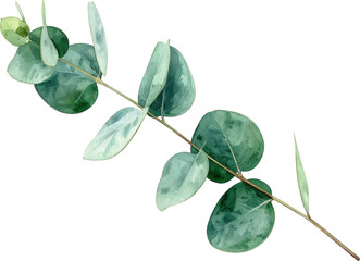 Wall Mural - Watercolor illustration of a eucalyptus branch with multiple green leaves on a transparent