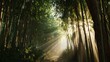 © Zain - Sunlight streaming through a bamboo forest