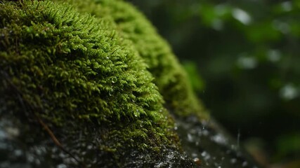 Wall Mural - A slow push-in shot on a vibrant, wet moss covering a rock face, with gentle rain clinging to its surface, illuminated by ambient forest light organic, greenery, lush