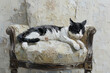 © EverGlow - Charming impasto oil painting of a relaxed cat lounging on an elegant armchair in a cozy room