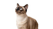 © Ines - Isolated Siamese cat looking up with blue eyes, brown, adorable, domestic, mammal, and pet