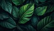 © yuttapoom - Dark green leaf texture, Natural green leaves using as nature background black wallpaper or tropical leaf cover page