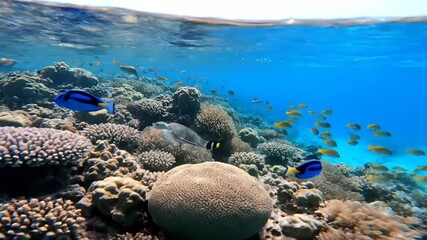 Wall Mural - serene underwater view of a vibrant coral reef near a tropical island in crystal clear blue waters v