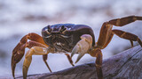 crab on a rock