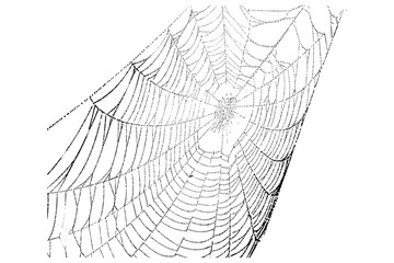 Spider web vector, spider web png, jpg