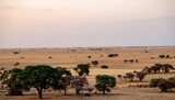 African Savanna Landscape with Acacia Trees