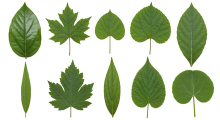 Collection of Green Tree Leaves on Black Background