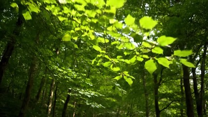 Wall Mural - ﻿slow cinematic push through a lush, vibrant green forest canopy with dappled sunlight push, spring,