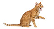 © Anna - Isolated ginger tabby cat snarls with mouth wide open and front paw raised angrily