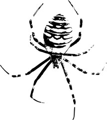 vector illustration of a spider