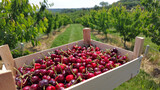 Fresh red sweet cherries in wooden crates prepared for sale on a market.