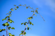 © VicVaz - An Arching Bramble Branch Against a Blue Sky The Concept of a Natural Geometry