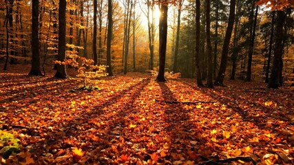 Wall Mural - Dynamic timelapse of sunlight and shadows dancing across an enchanting autumn forest floor as the day progresses, highlighting the rich fall colors foliage, tranquil, natural
