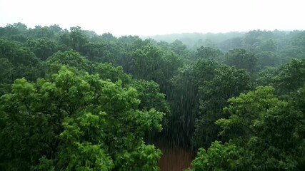 Wall Mural - A wide shot of a dense forest during a steady downpour, rain dripping from leaves and branches, captured with a slow, sweeping crane shot water, droplets, branches