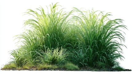 Wall Mural - Lush Green Ornamental Grass Isolated on White Background for Landscaping and Garden Design
