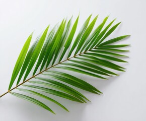 Wall Mural - Palm Leaf on White Background: Tropical Greenery for Design and Decoration Projects