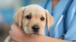 © The Little Hut - Adorable Labrador puppy being held at veterinary clinic for wellness exam, healthcare checkup with veterinarian
