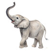 © Makhjum Hossain	 - Illustration of a baby elephant isolated on transparent background, trunk up