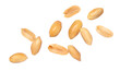 © Amelia NF - peeled peanut on white background.