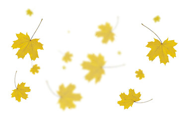 Wall Mural - autumn leaf colors isolated for background