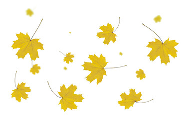 Wall Mural - autumn leaf colors isolated for background
