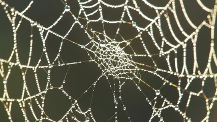 Detailed closeup of a spider web with water droplets natures art.