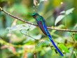 © Leon Burda - Violet-tailed Sylph (Aglaiocercus coelestis) perched gracefully on a moss-covered branch in its natural habitat