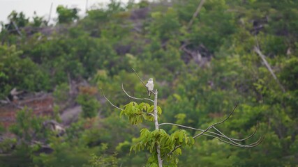 Wall Mural - Black-winged kite (Elanus caeruleus) or black-shouldered kite perched on a tree branch against a lush foliage background. White bird standing on tree top