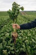 © standret - Detailed close up view. Male farmer is standing and holding beet on the agricultural field