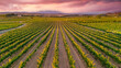 © david - This photo captures a beautiful vineyard in the Penedès wine region of Catalonia, Spain. The neat rows of vines stretch across the landscape, bathed in warm sunlight. In the distance.