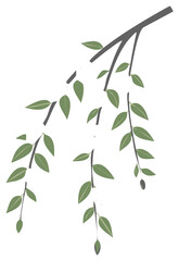 Olive Tree Branch with Green Leaves and Olives Isolated on White Background