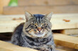 © sanek70974 - A cat sleeps in the sun