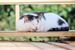 © sanek70974 - A cat sleeps in the sun