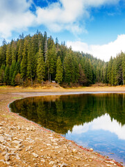 Wall Mural - lake in carpathian mountains on a sunny autumn day. scenic view with coniferous forest reflection on the clear water. amazing cloudscape. beautiful landscape of synevyr national park of ukraine