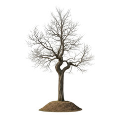 Bare deciduous tree in winter isolated on transparent background